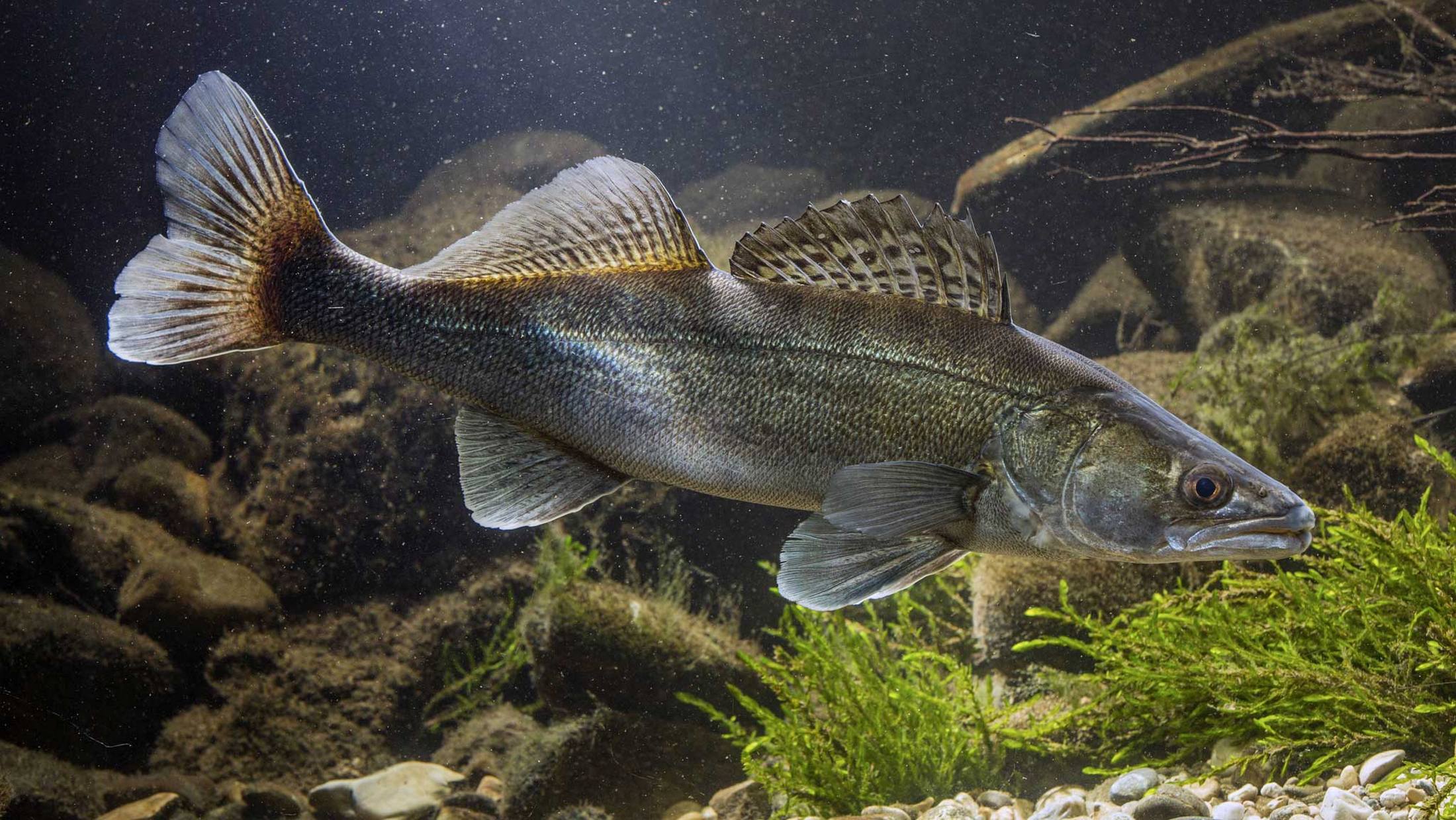 Sander lucioperca (Linnaeus, 1758)